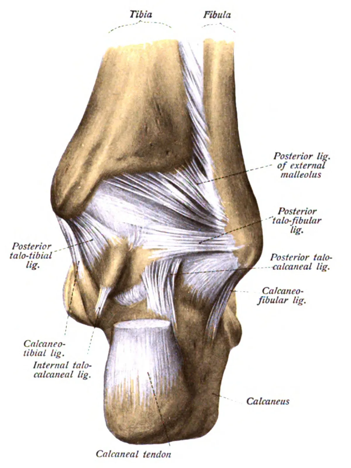 Anatomical illustration of the back of the ankle showing the calcaneal tendon, the Achilles, attaching to the heel bone