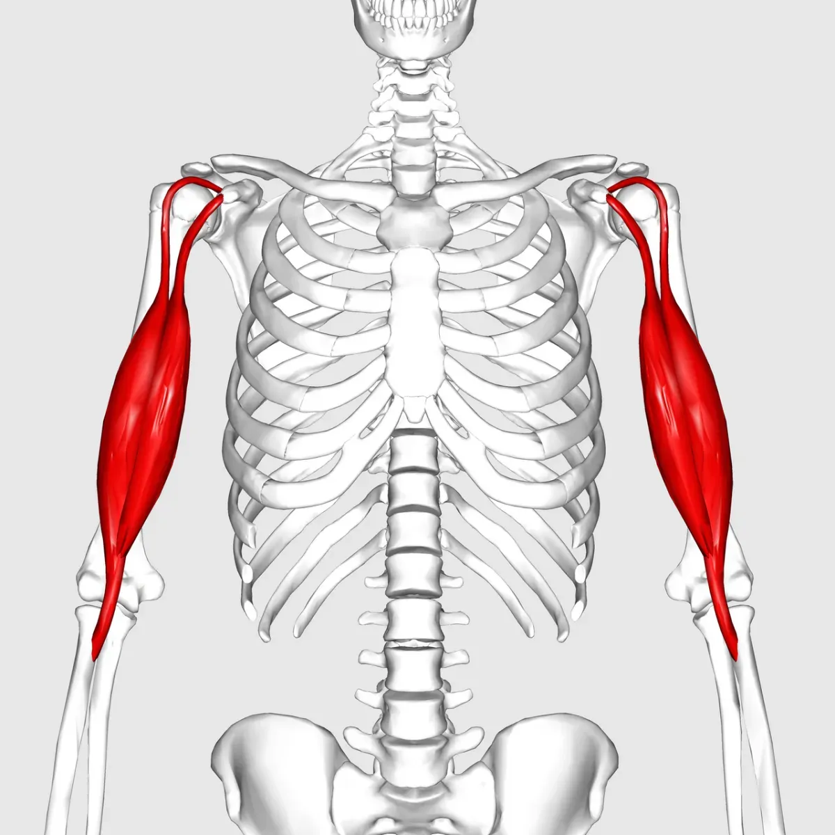 Biceps and upper-arm muscle anatomy