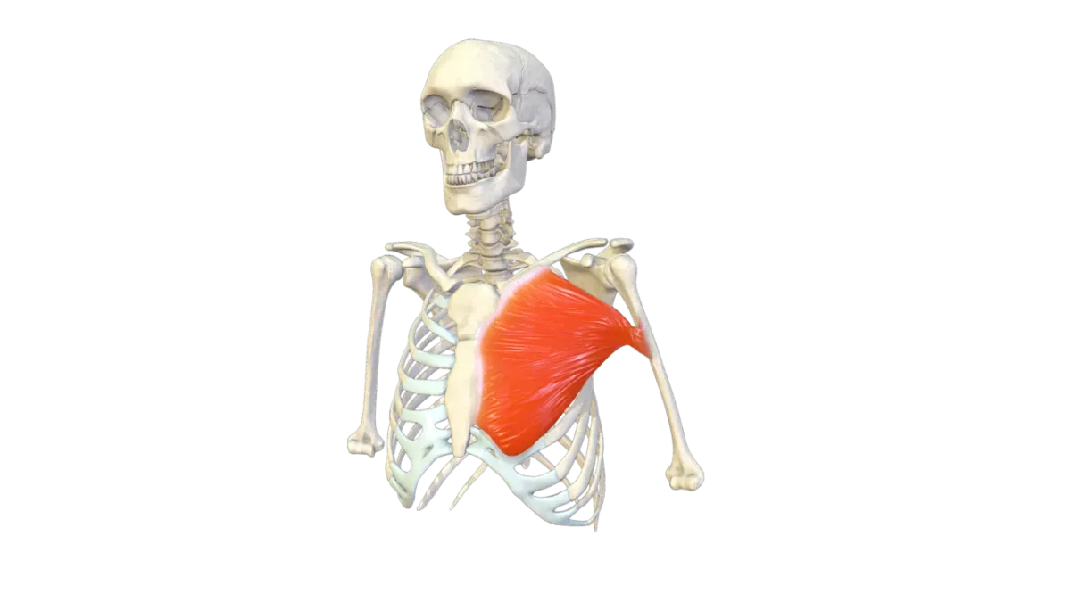 Pectoralis chest muscle anatomy
