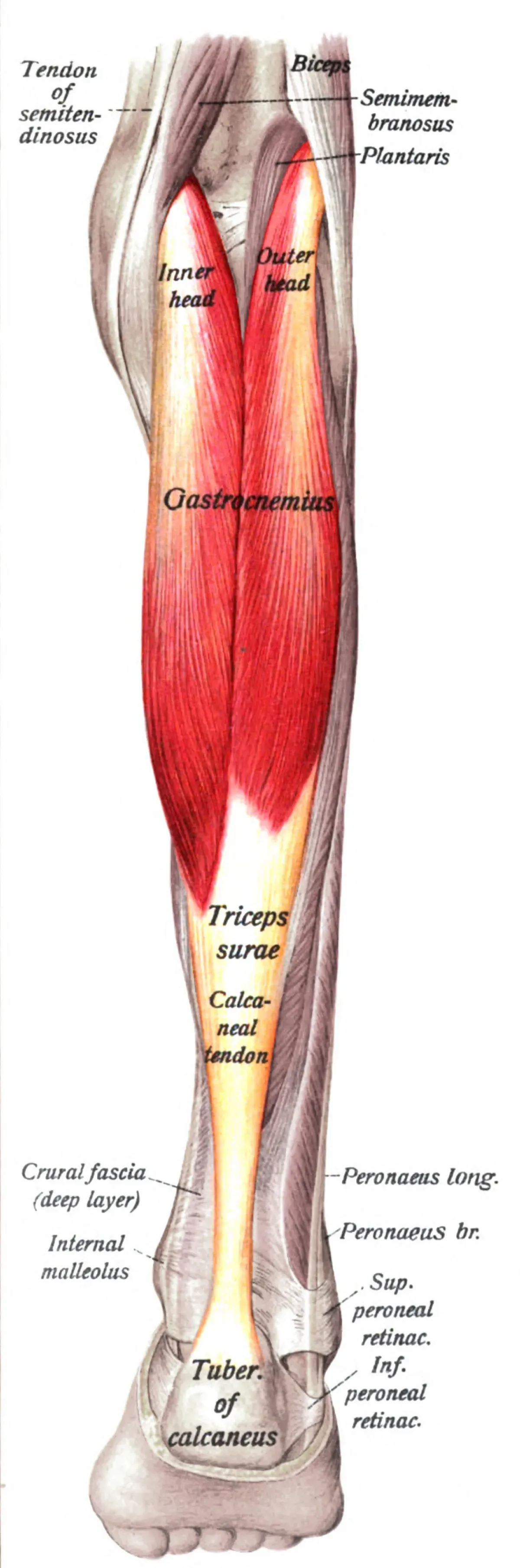 Anatomical illustration of the gastrocnemius calf muscle behind the ankle
