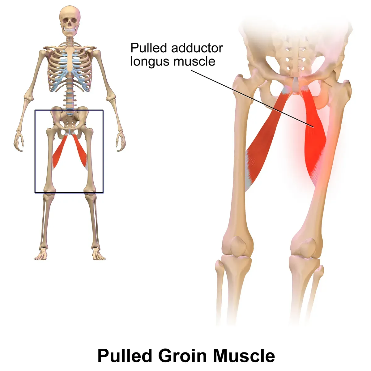 Adductor (inner thigh) muscle anatomy