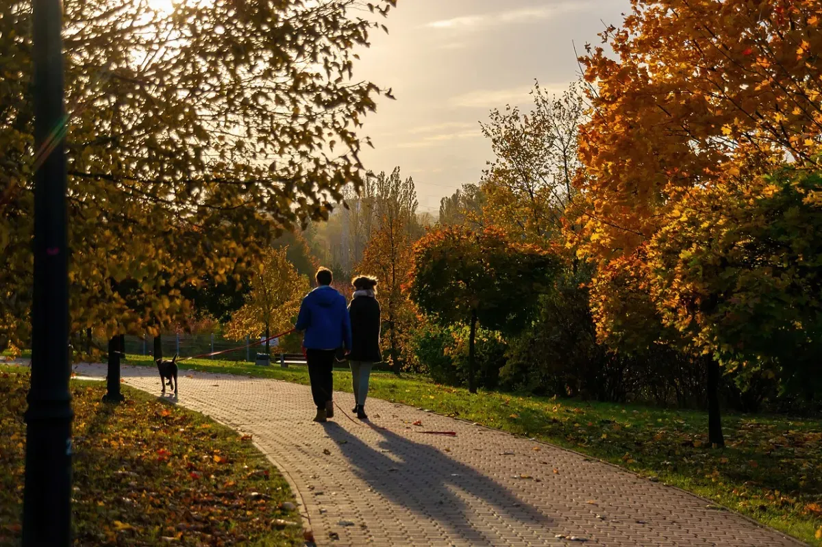 紅葉した公園の遊歩道を犬を連れて歩く2人