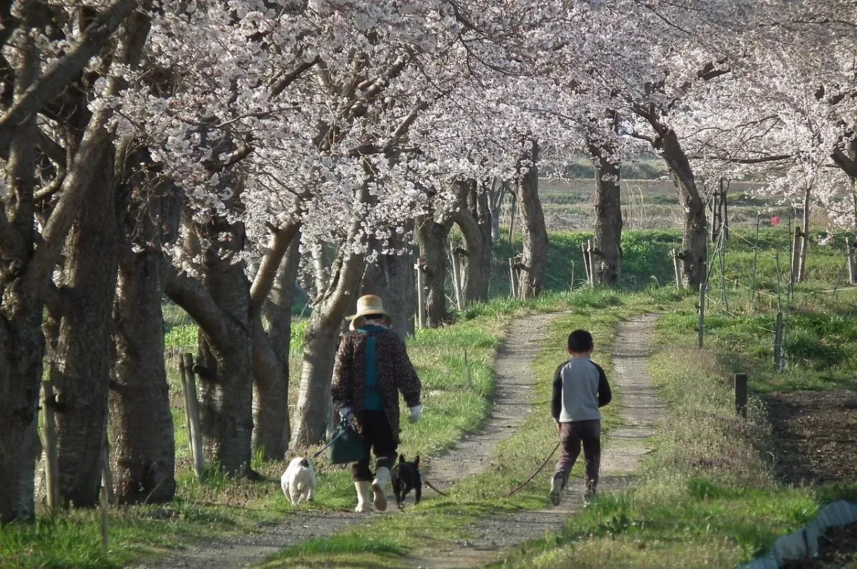 桜並木の土の道を犬を連れて歩く人たち