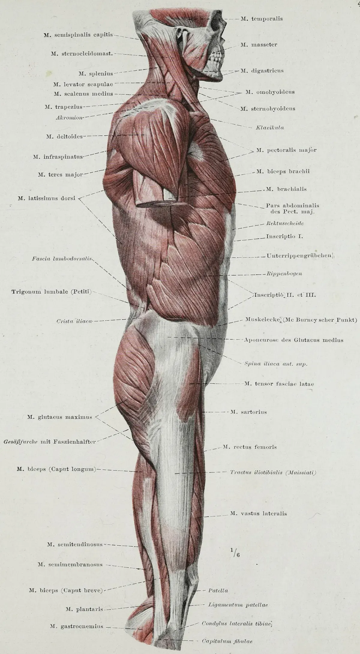 Anatomy showing the iliotibial band on the outer thigh