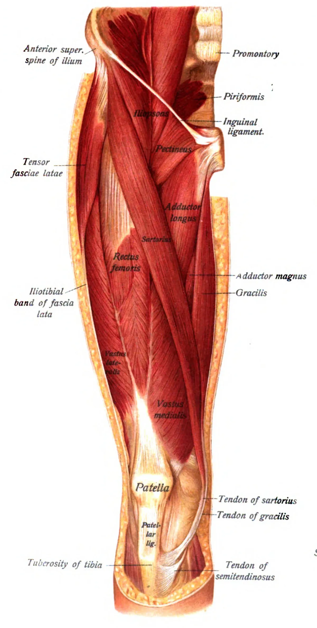 Anatomy plate of the front of the thigh showing the quadriceps running down into the patella and the patellar ligament attaching to the tibia