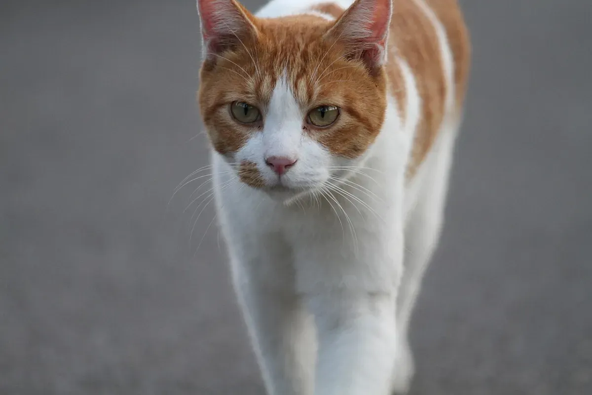こちらに向かって歩いてくる茶白の猫