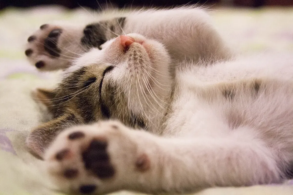 おなかを見せて眠る子猫