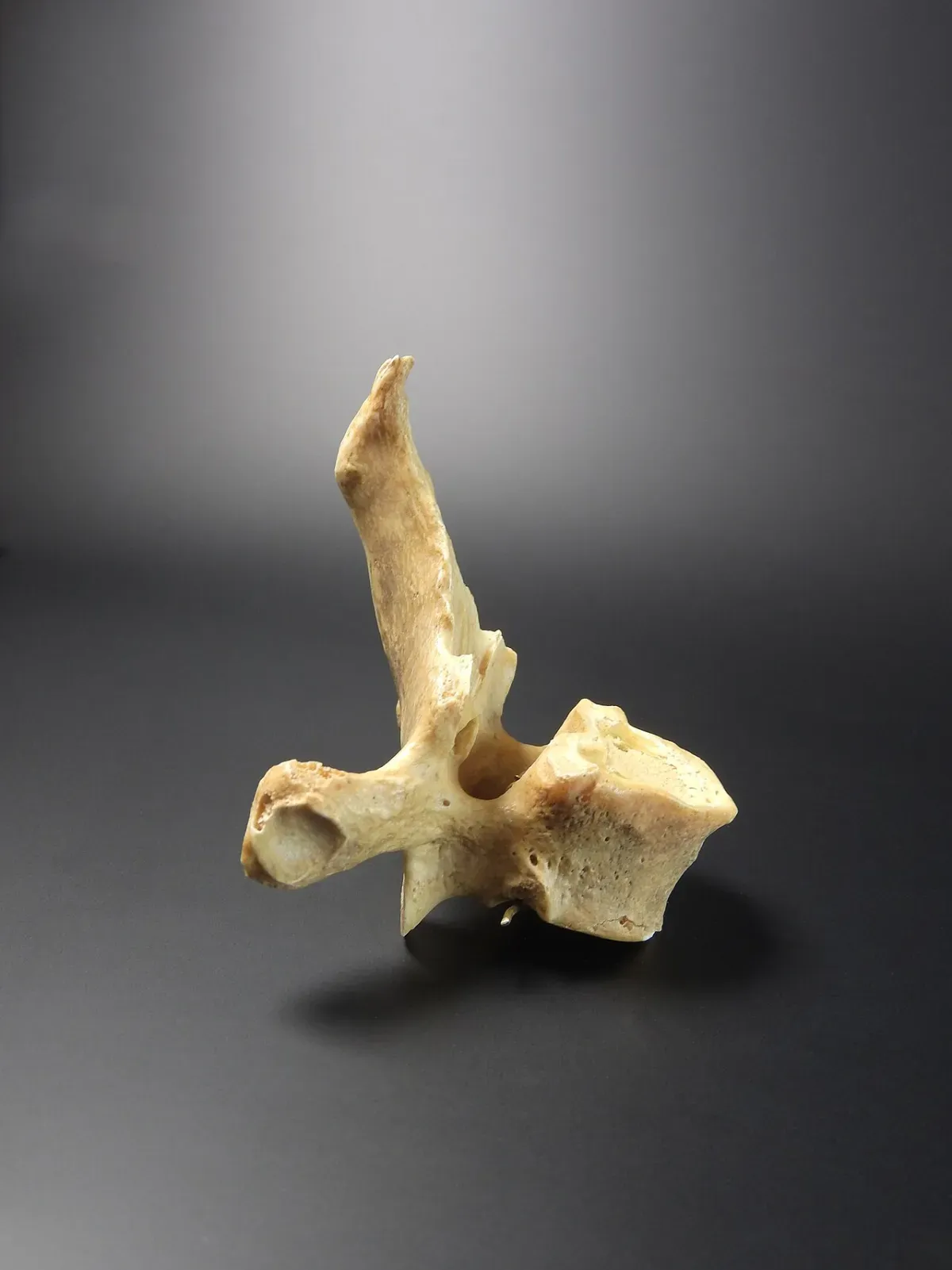 Side view of a single human thoracic vertebra showing its long downward-angled spinous process
