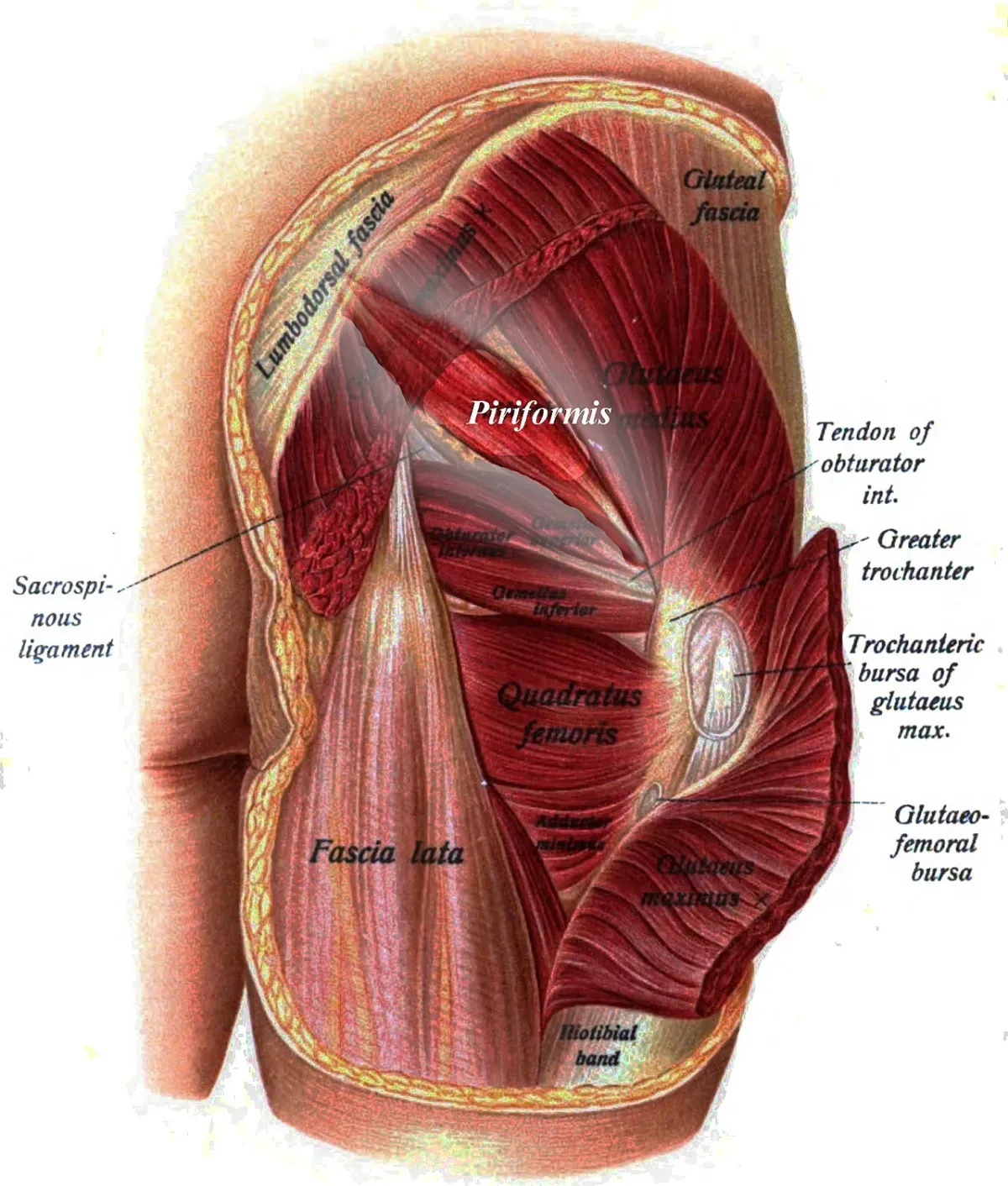 Anatomical illustration of the gluteal region from behind with the piriformis muscle identified by an italic label, exposed by cutting and reflecting the gluteus maximus.