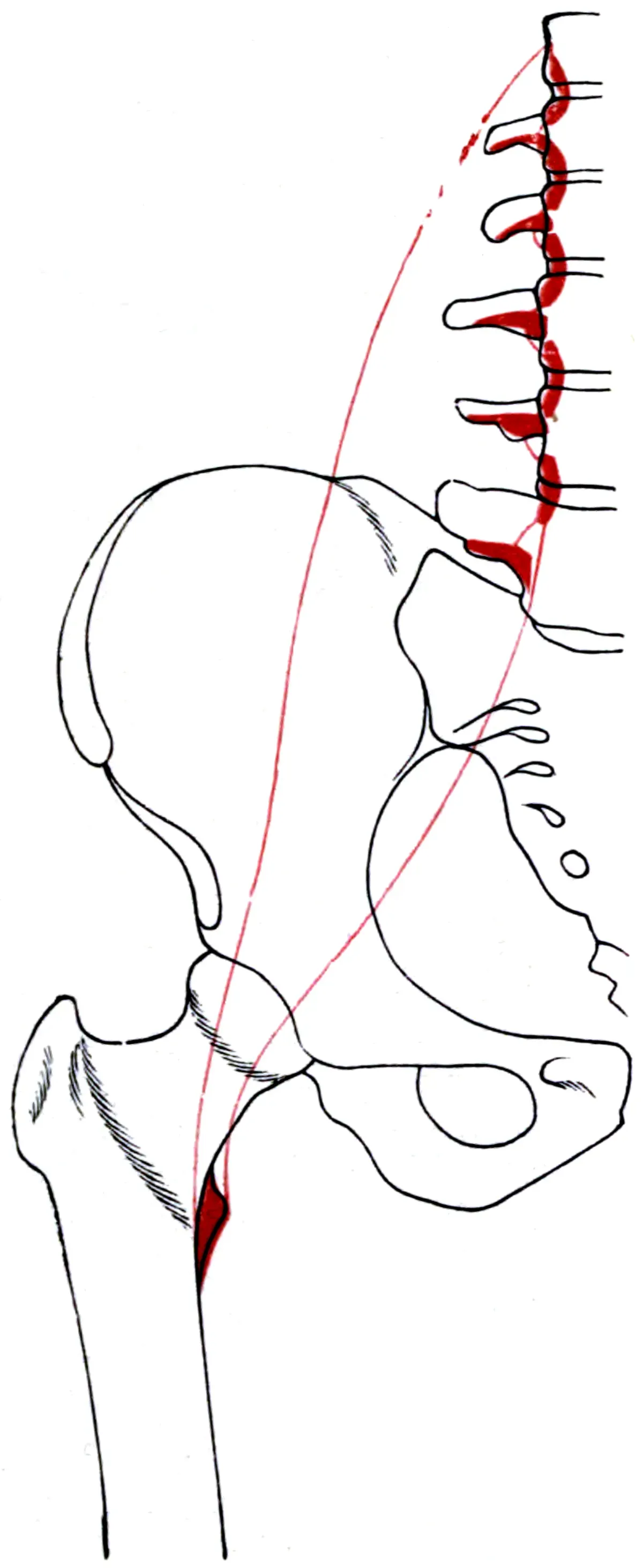 Anatomy plate showing the psoas major running from the lumbar vertebrae over the pelvic brim to the lesser trochanter of the femur