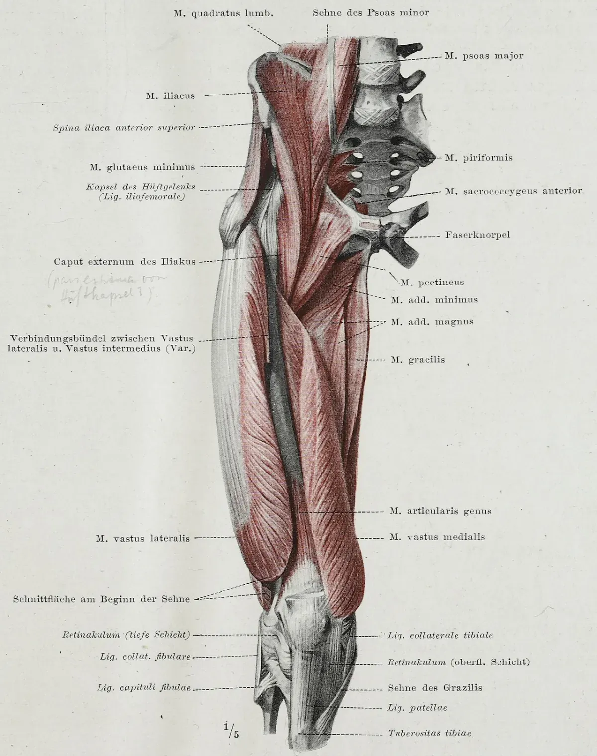 Anatomy plate of the front of the thigh showing vastus lateralis, vastus medialis and the deep quadriceps heads