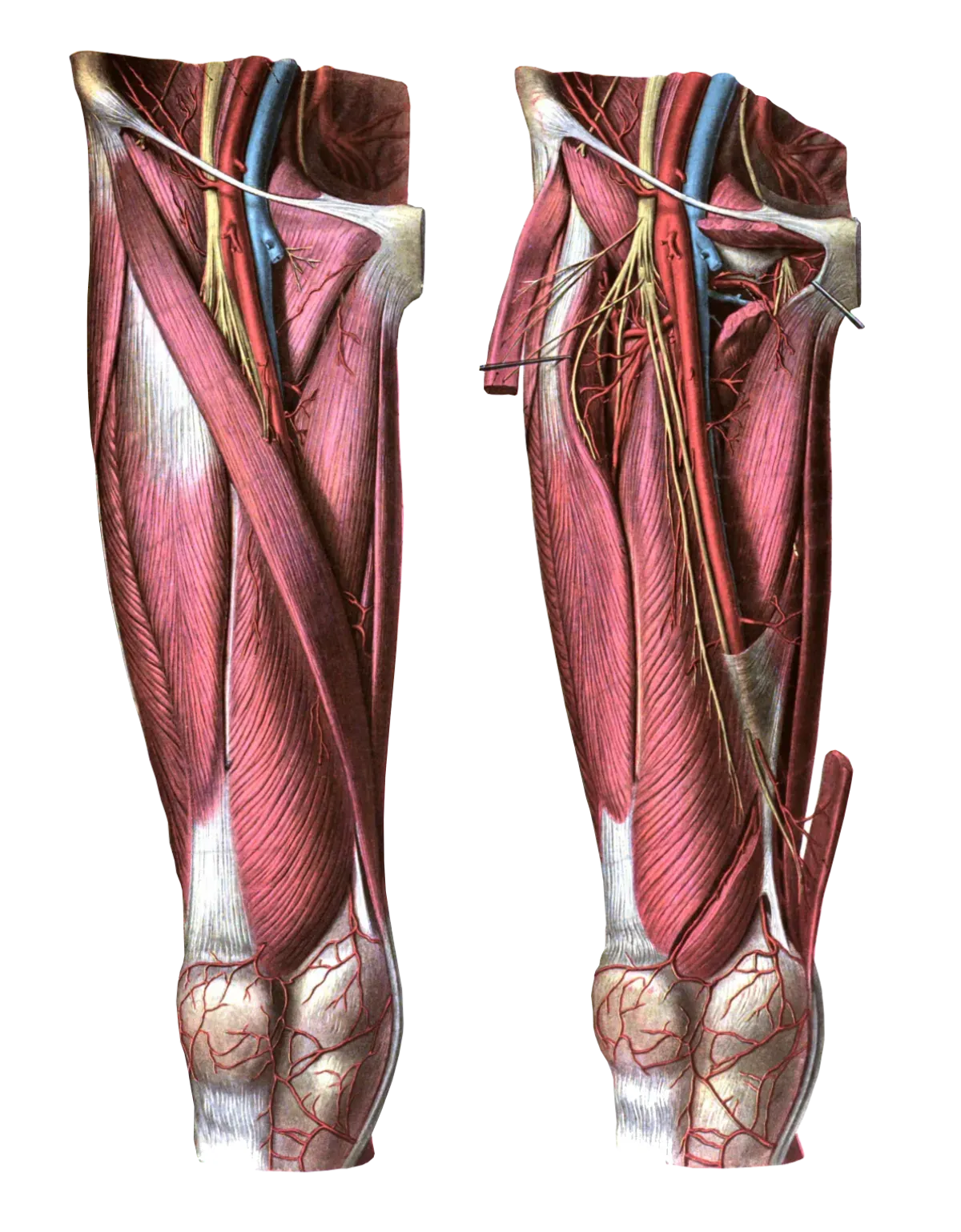 Quadriceps muscle anatomy on the front of the thigh