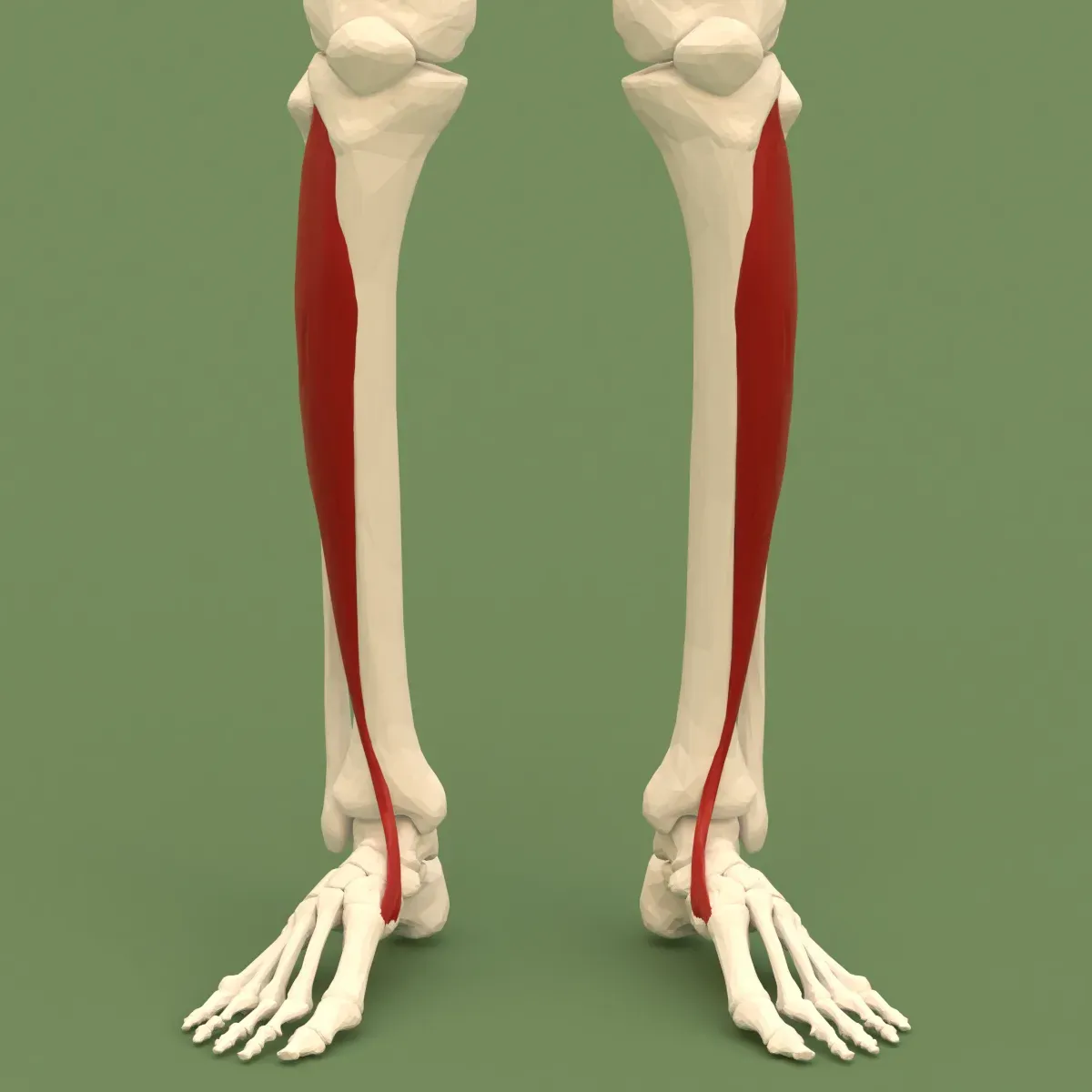 Anatomical illustration of the tibialis anterior muscle along the front of the shin