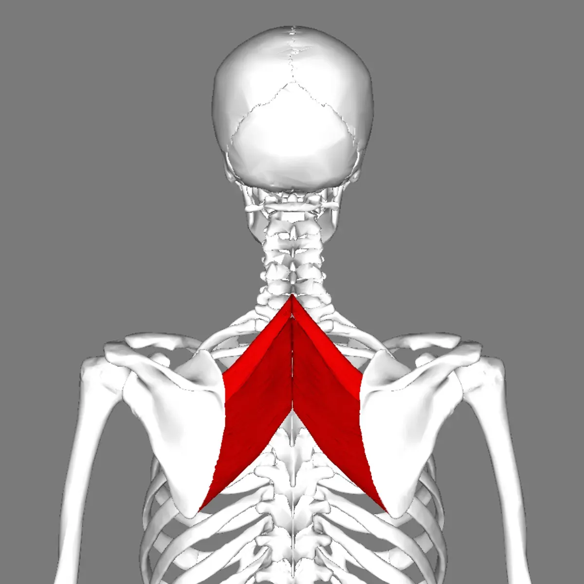 Rhomboid muscles highlighted in red, running from the spine out to the inner edge of each shoulder blade