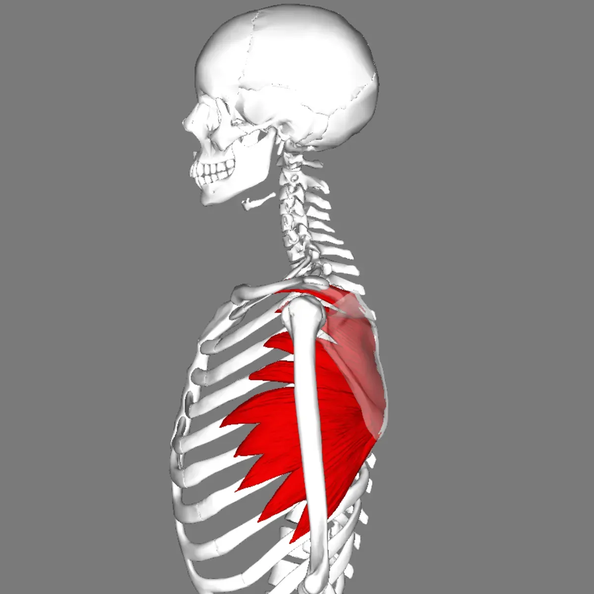 Serratus anterior fanning from the ribs to the underside of the shoulder blade, seen from the side