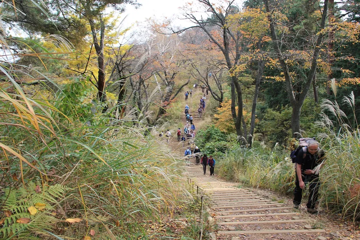 紅葉した高尾山で、木の段が続く上り坂を登っていく人たち